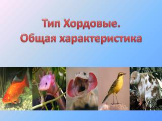 Тип Хордовые. Общая характеристика