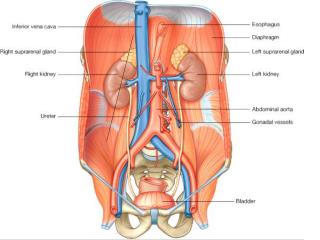 Kidneys