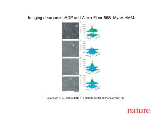 T Sakamoto et al. Nature 000 , 1-5 (2008) doi:10.1038/nature071 88