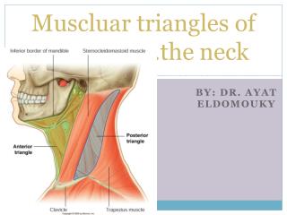 Muscluar triangles of ……………….the neck