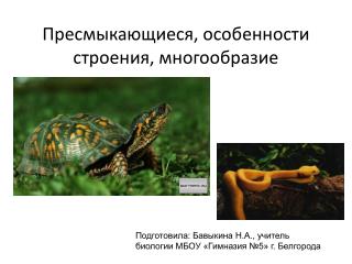Пресмыкающиеся, особенности строения, многообразие