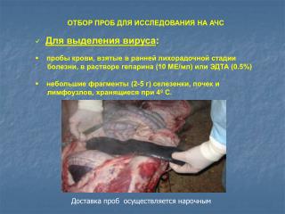ОТБОР ПРОБ ДЛЯ ИССЛЕДОВАНИЯ НА АЧС Для выделения вируса :