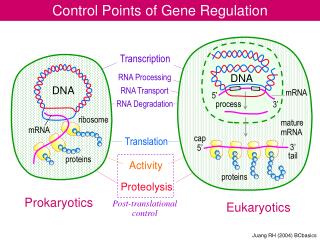 Control Points of Gene Regulation