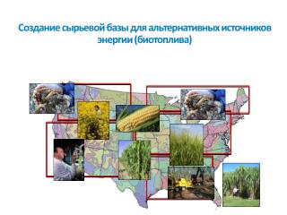Создание сырьевой базы для альтернативных источников энергии ( биотоплива )
