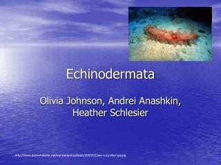 Echinodermata