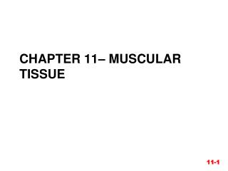 Chapter 11– Muscular Tissue