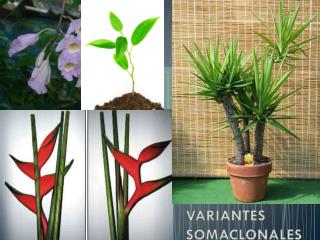 VARIANTES SOMACLONALES