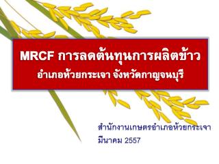 MRCF การลดต้นทุนการผลิตข้าว อำเภอห้วยกระเจา จังหวัดกาญจนบุรี