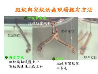 斑蚊與家蚊幼蟲現場鑑定方法