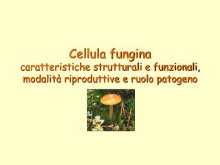 Cellula fungina caratteristiche strutturali e funzionali, modalità riproduttive e ruolo patogeno