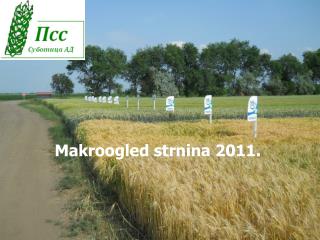 Makroogled strnina 2011.