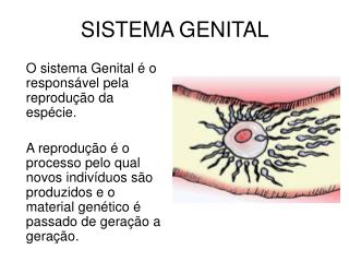 SISTEMA GENITAL