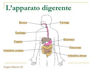 L’apparato digerente