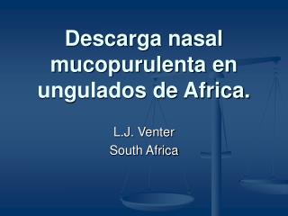Descarga nasal mucopurulenta en ungulados de Africa.