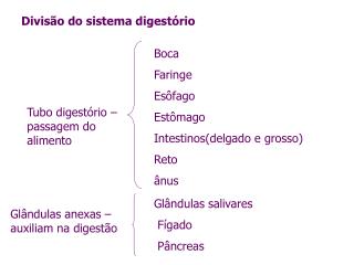 Divisão do sistema digestório