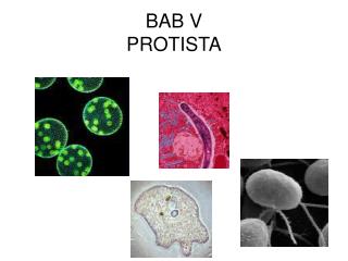 BAB V PROTISTA