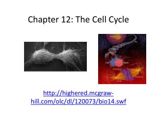 Chapter 12: The Cell Cycle