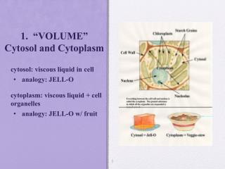 1. “VOLUME” Cytosol and Cytoplasm
