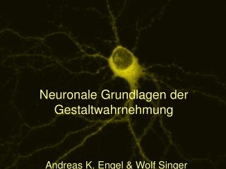 Neuronale Grundlagen der Gestaltwahrnehmung Andreas K. Engel &amp; Wolf Singer	 Abb.7
