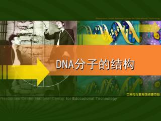 DNA 分子的结构