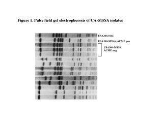 Figure 1. Pulse field gel electrophoresis of CA-MSSA isolates