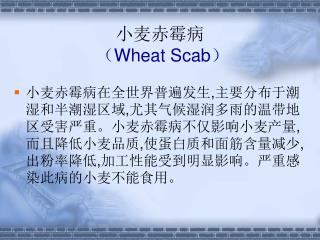 小麦赤霉病 （ Wheat Scab ）