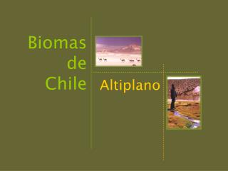 Altiplano
