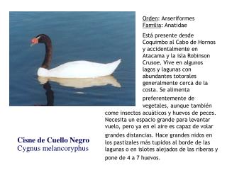 Cisne de Cuello Negro Cygnus melancoryphus