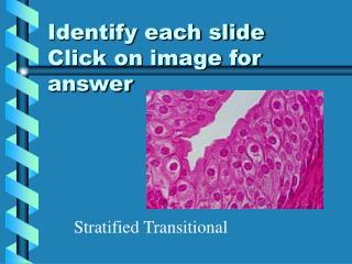 Identify each slide Click on image for answer