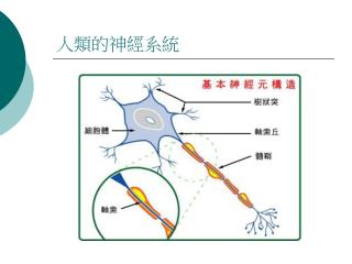 人類的神經系統