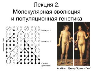 Лекция 2. Молекулярная эволюция и популяционная генетика