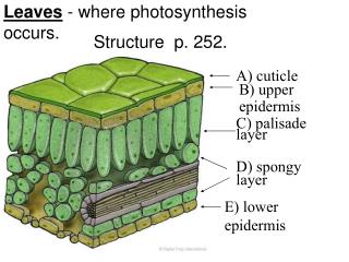 Leaves - where photosynthesis occurs.