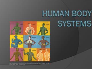 Human body systems