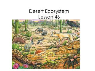 Desert Ecosystem Lesson 46