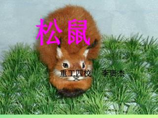 松鼠