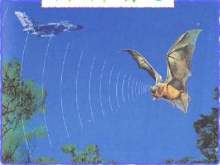 蝙蝠夜间飞行的秘密是什么？ 雷达是怎样工作的？ 蝙蝠和雷达之间到底有着什么样的联系？
