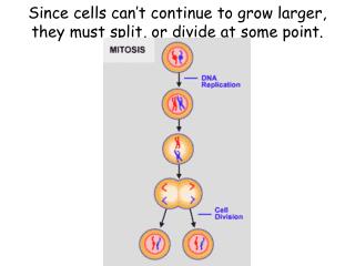 Since cells can’t continue to grow larger, they must split, or divide at some point.