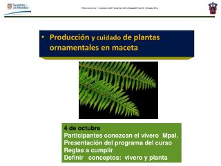 Producción y cuidado de plantas ornamentales en maceta
