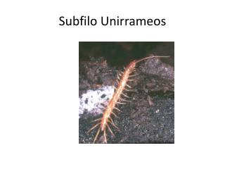 Subfilo Unirrameos