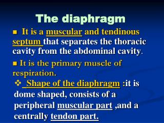 PPT - The diaphragm PowerPoint Presentation, free download - ID:596493