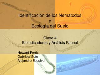 Identificación de los Nematodos y Ecología del Suelo