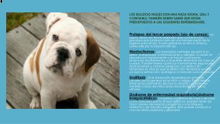 enfermedades_perros_raza