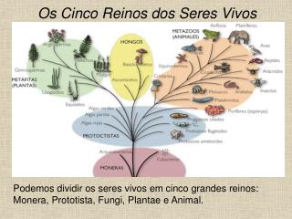 Os Cinco Reinos dos Seres Vivos