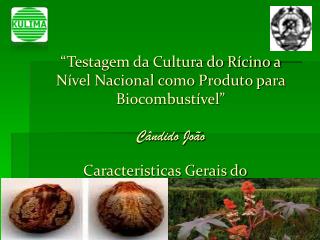 “Testagem da Cultura do Rícino a Nível Nacional como Produto para Biocombustível” Cândido João