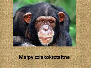 Małpy człekokształtne