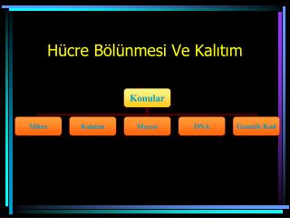 Hücre Bölünmesi Ve Kalıtım