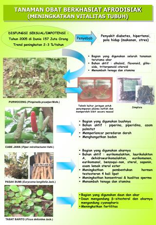 TANAMAN OBAT BERKHASIAT AFRODISIAK (MENINGKATKAN VITALITAS TUBUH)