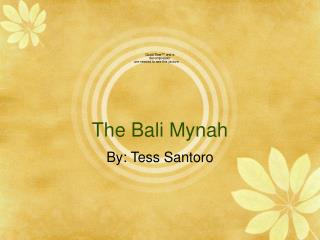 The Bali Mynah