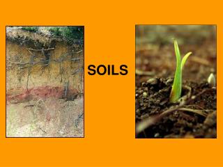 SOILS