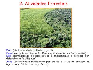 2. Atividades Florestais